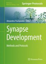 Synapse Development